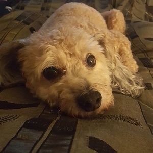 Meet your Posher, Angelica